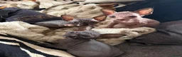 Sphynx cats for sale: 💙🩷 gorgeous sphynx baby’s 🩷💙 1 girl back up  - Advert 18