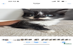 Mixed Breed cats for sale: Beautiful Mixed Breed Kitten  - Image 18