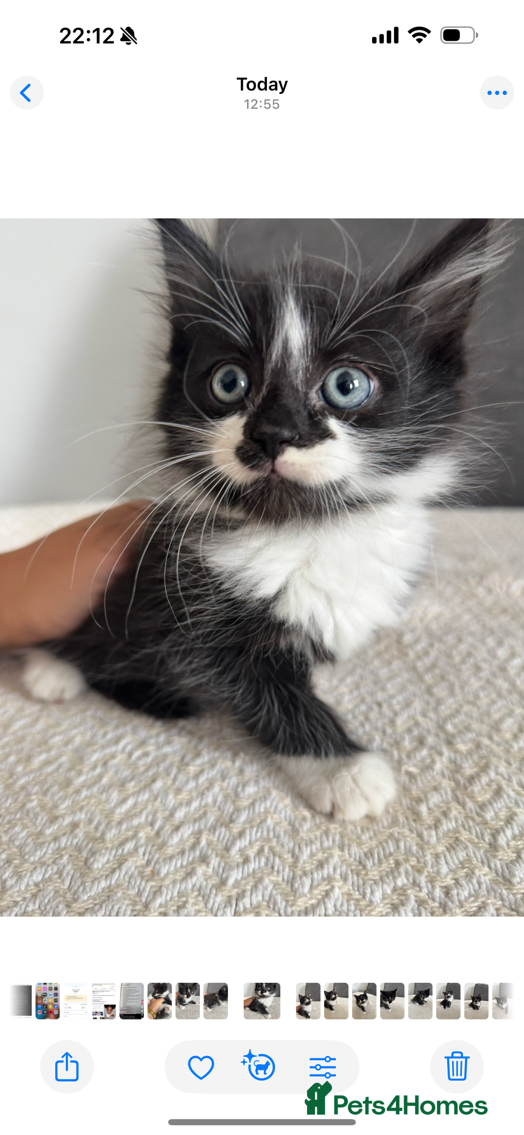 Mixed Breed cats for sale: Beautiful Mixed Breed Kitten  - Image 18