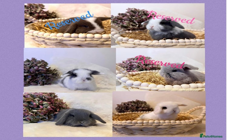 Mini Lop rabbits - Advert 11