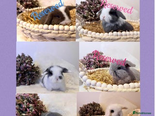 Mini Lop rabbits - Advert 16