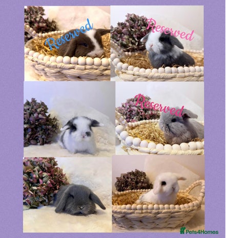 Mini Lop rabbits - Advert 8