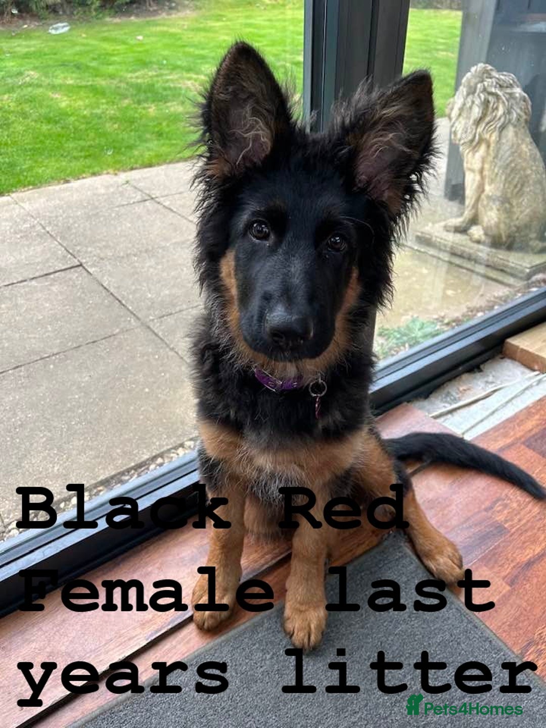 German Shepherd dogs for sale: Grandson of Famous Boss (Bossenburg) pups - Image 17