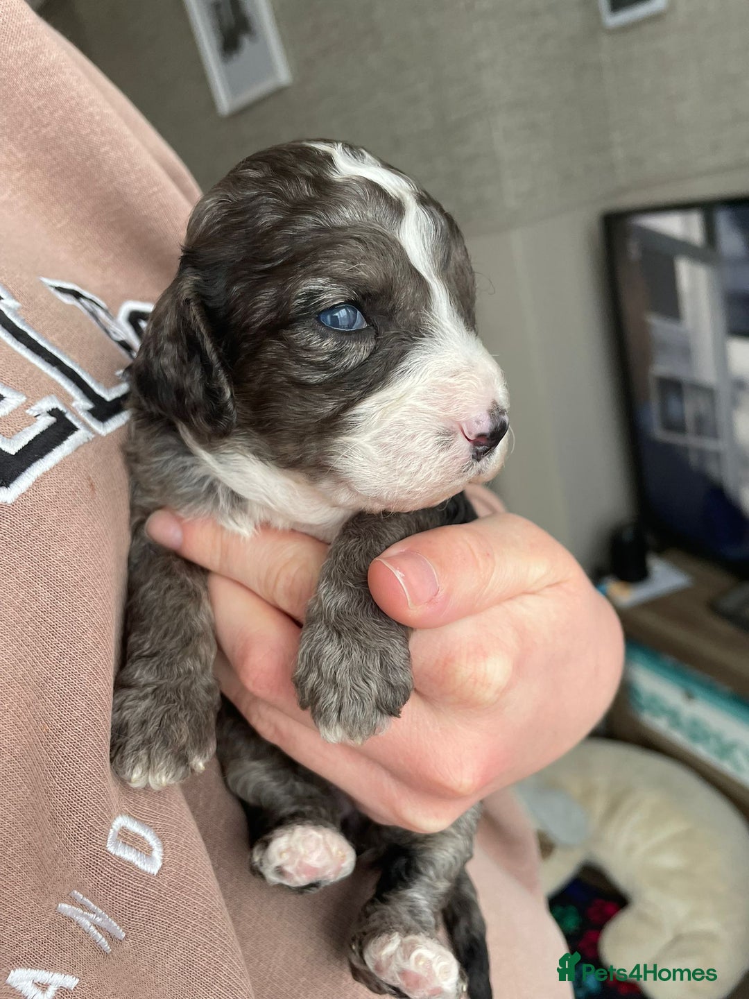 Cavapoo dogs for sale: Gorgeous cavapoo pups from health tested parents - Image 1