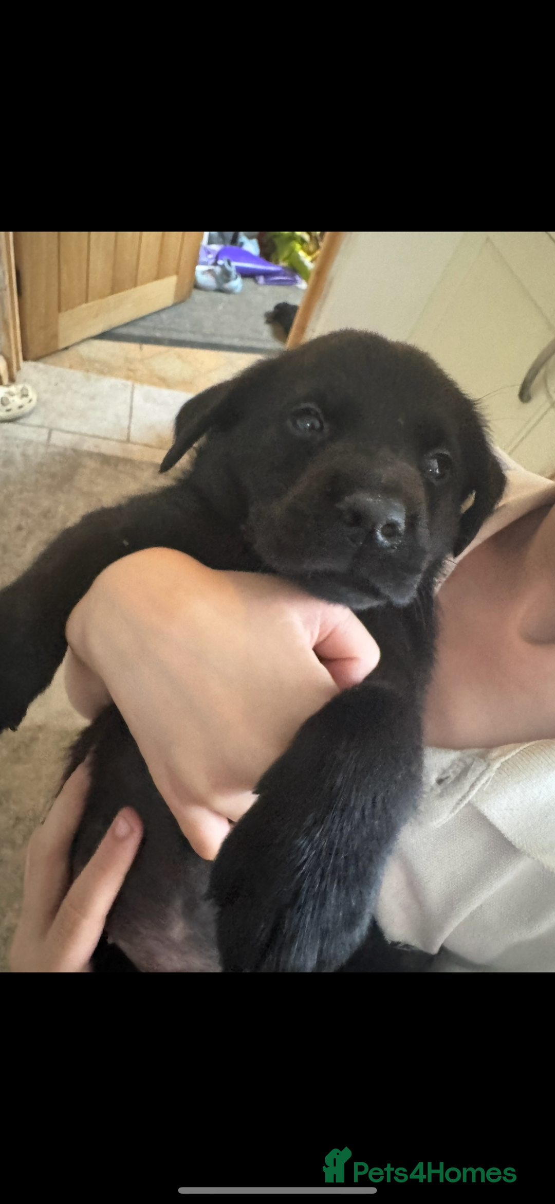 Mixed Breed dogs for sale: 6 black Newfoundland cross Labrador Puppies  - Image 4