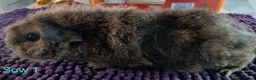 Guinea Pig rodents for sale: Rex and Funky boars and sows - Advert 8