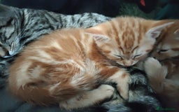 Mixed Breed cats for sale: Adorable playful kittens - Image 11