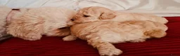 Mixed Breed dogs for sale: Stunning Maltipoo Puppies in Swanley - Advert 1