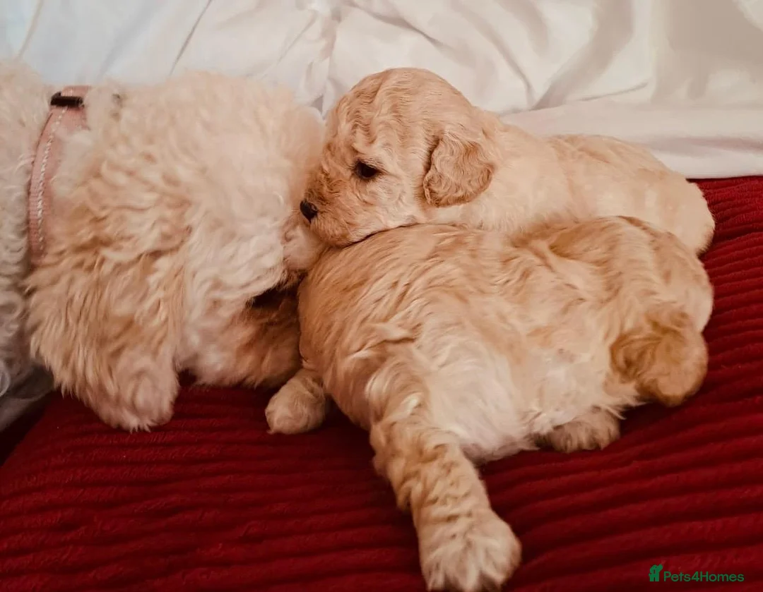 Mixed Breed dogs for sale: Stunning Maltipoo Puppies in Swanley - Advert 1