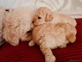 Mixed Breed dogs Stunning Maltipoo Puppies - Advert 2