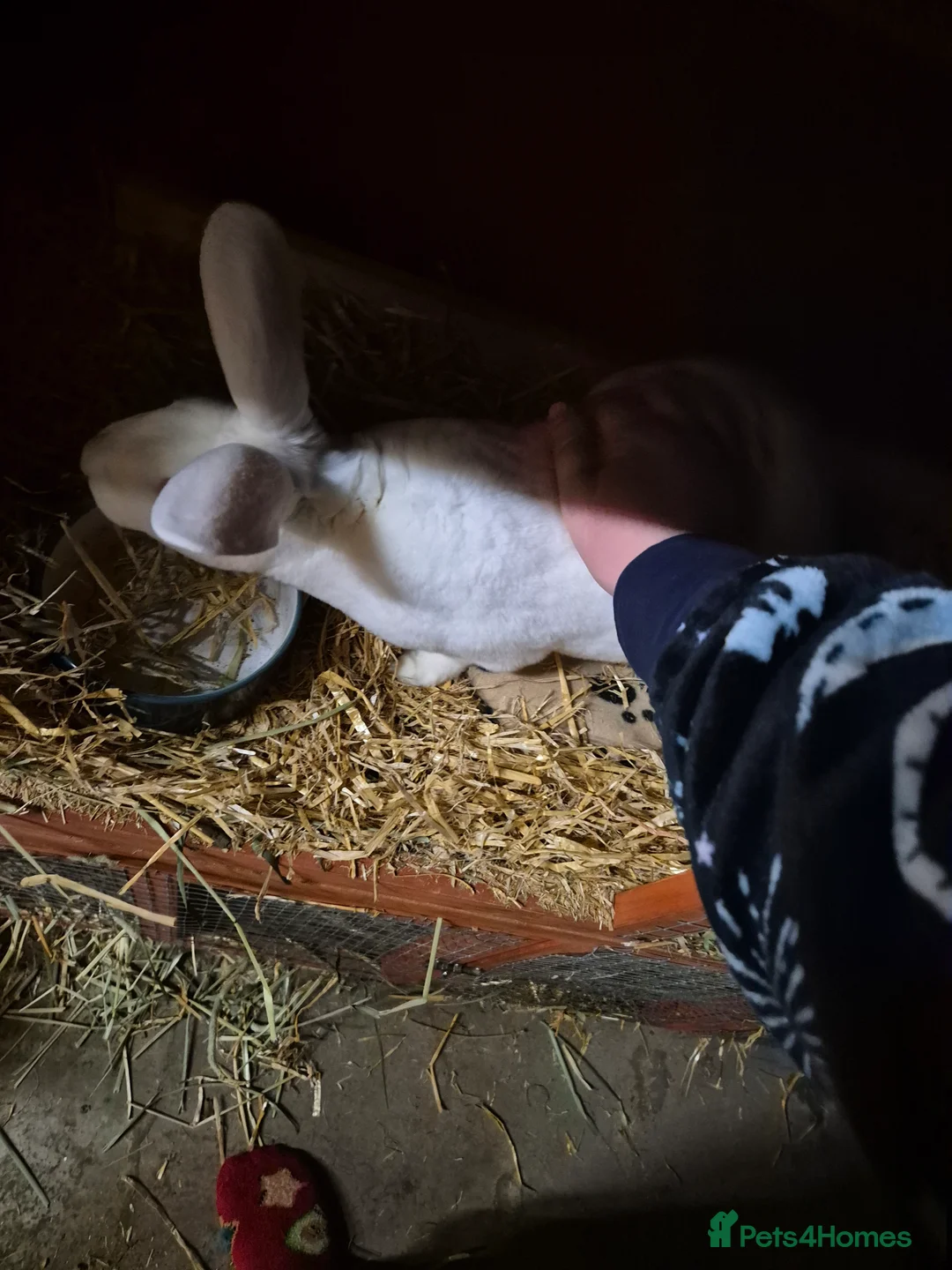 Rex rabbits for sale: Pedro - REW BUCK STANDARD REX - Advert 4