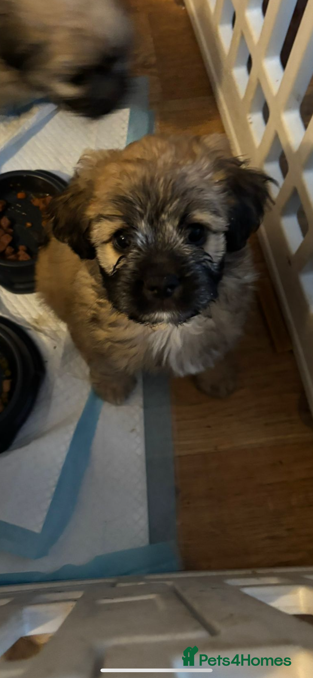 Mixed Breed dogs for sale: Beautiful Froodle pups dad pink carrier - Image 3