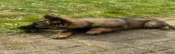 German Shepherd dogs for sale: 16 weeks German shepherd pupy  - Advert 5