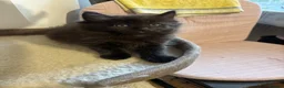 Mixed Breed cats for sale: Half ragdoll kittens! - Advert 2