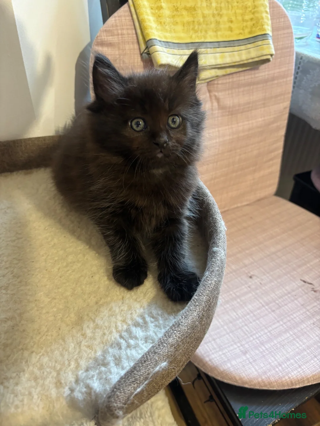 Mixed Breed cats for sale: Half ragdoll kittens! - Advert 2
