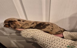 Miniature Dachshund dogs for sale: miniature daschund from £1200 - £1000 - Image 11