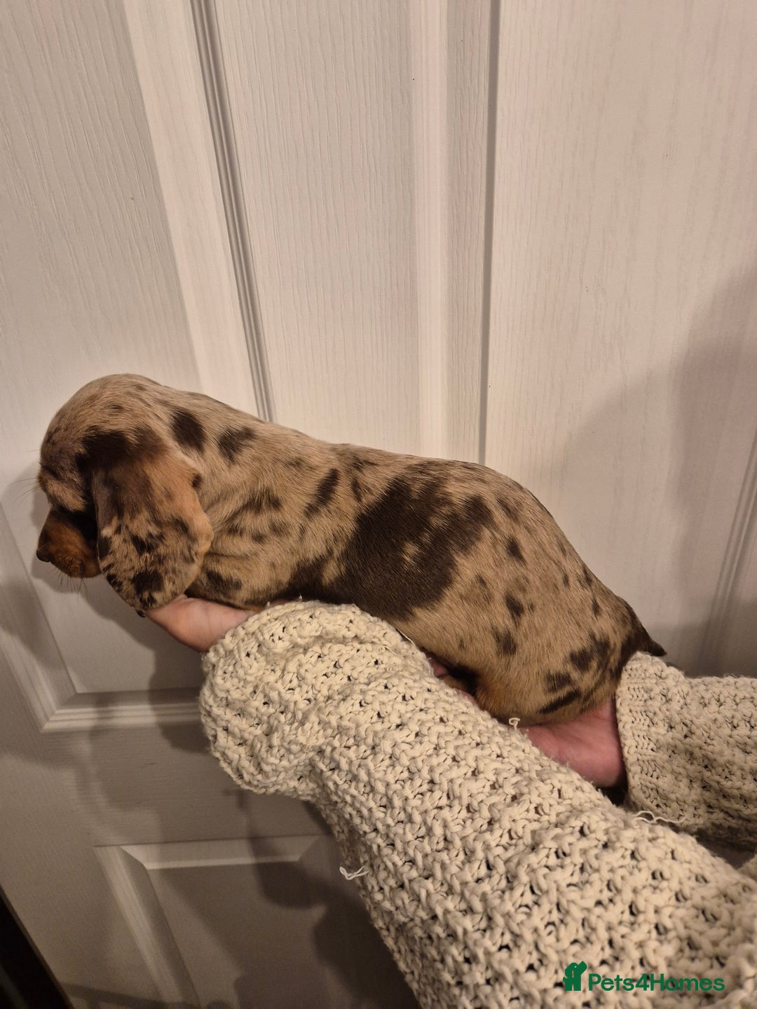 Miniature Dachshund dogs for sale: miniature daschund from £1200 - £1000 - Image 11