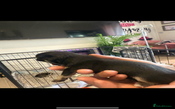 Chihuahua dogs for sale: Extra small tiny ** baby ❤️❤️ - Image 3