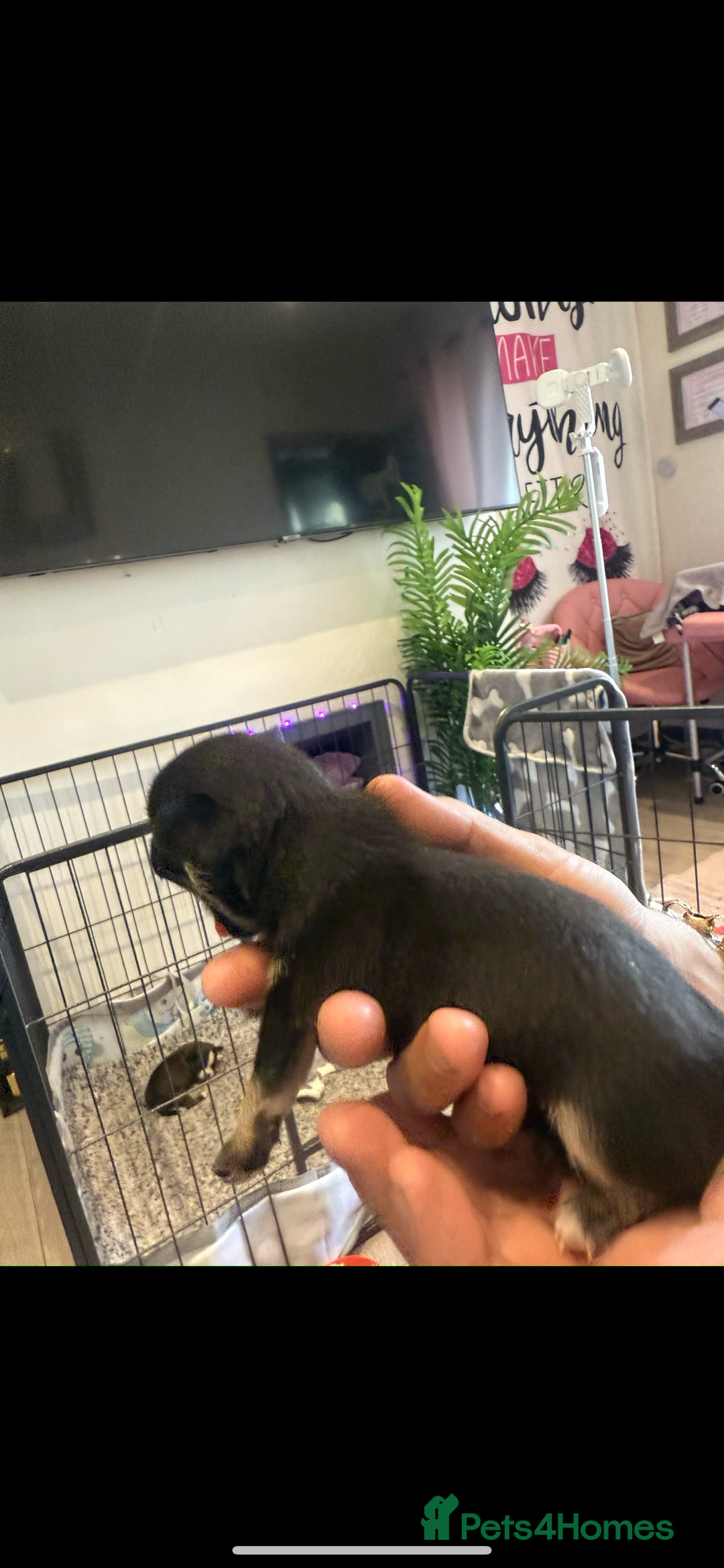 Chihuahua dogs for sale: Extra small tiny ** baby ❤️❤️ - Image 3