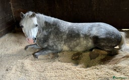 Welsh Section A horses for sale: Stunning welsh mountain pony - Image 5