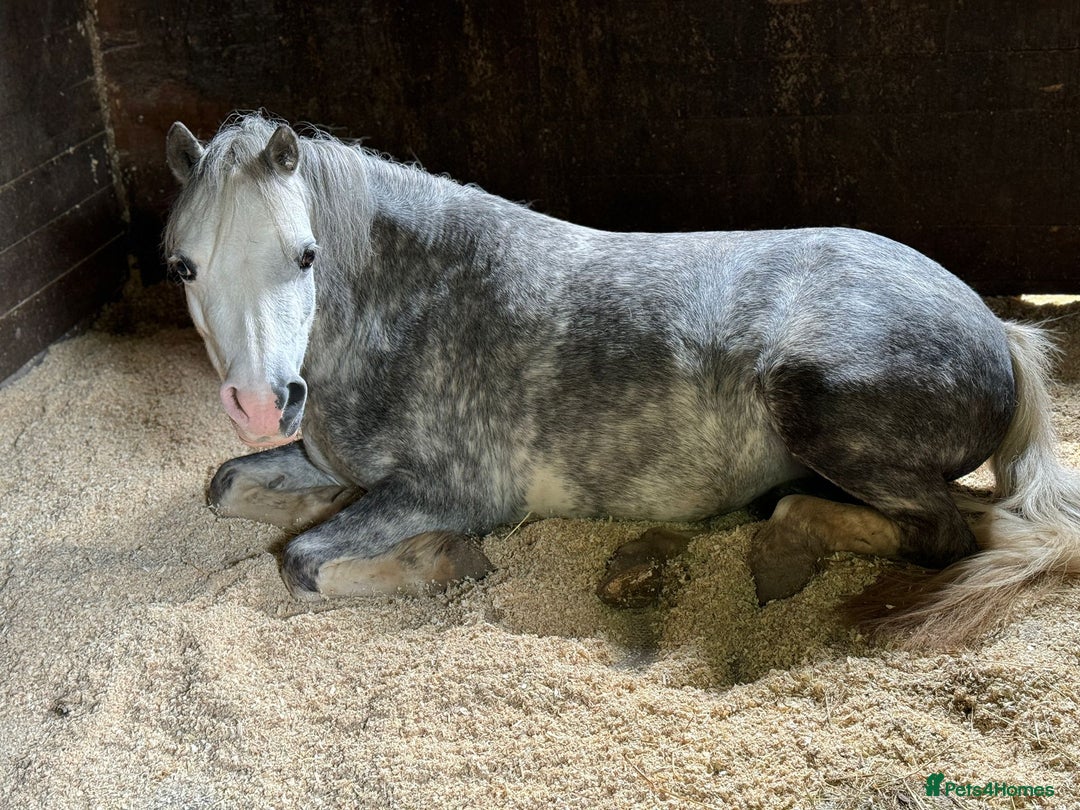 Welsh Section A horses for sale: Stunning welsh mountain pony - Image 5