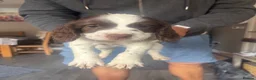 English Springer Spaniel dogs for sale: Miggers pup  - Advert 3