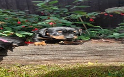 Miniature Dachshund dogs for sale: Smooth haired minature dacshund  - Image 21
