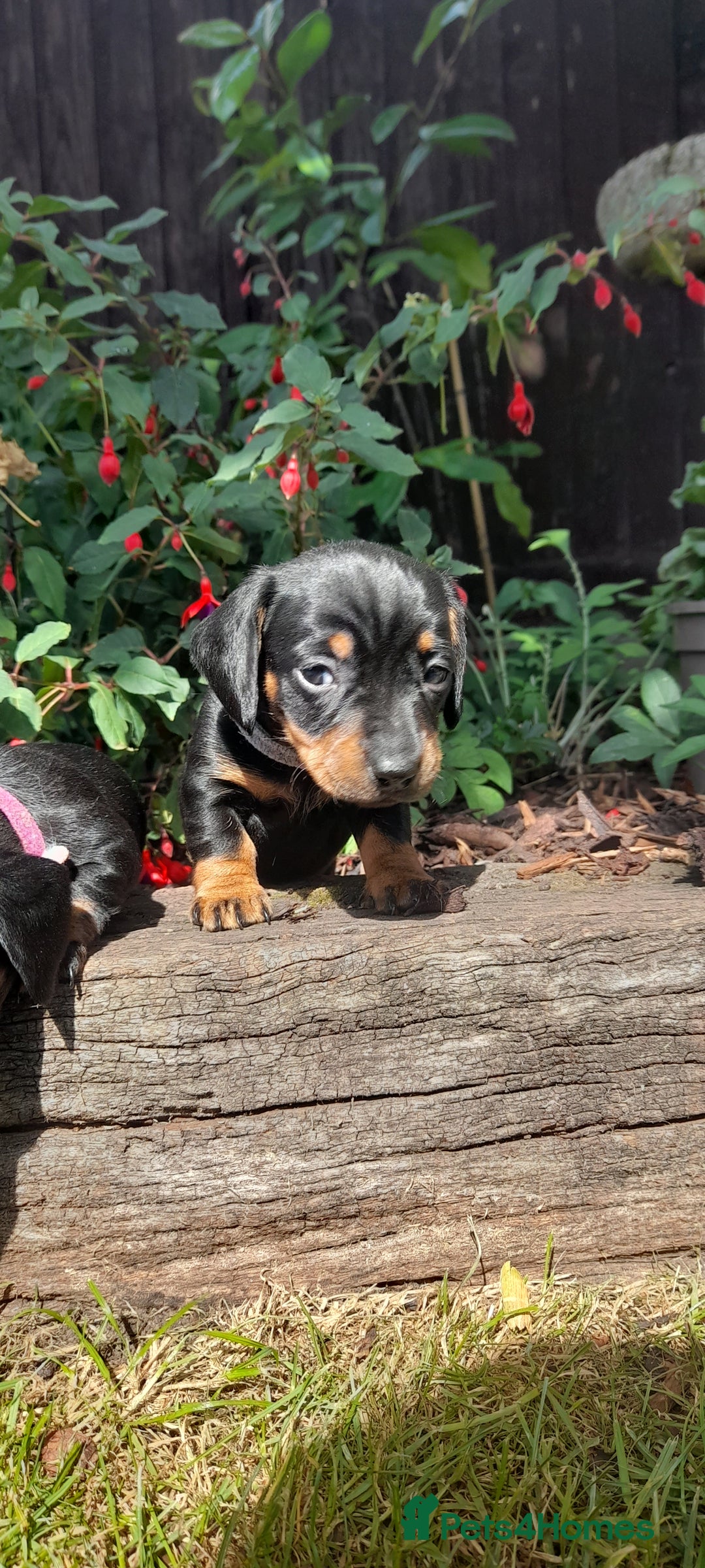 Miniature Dachshund dogs for sale: Smooth haired minature dacshund  - Image 21