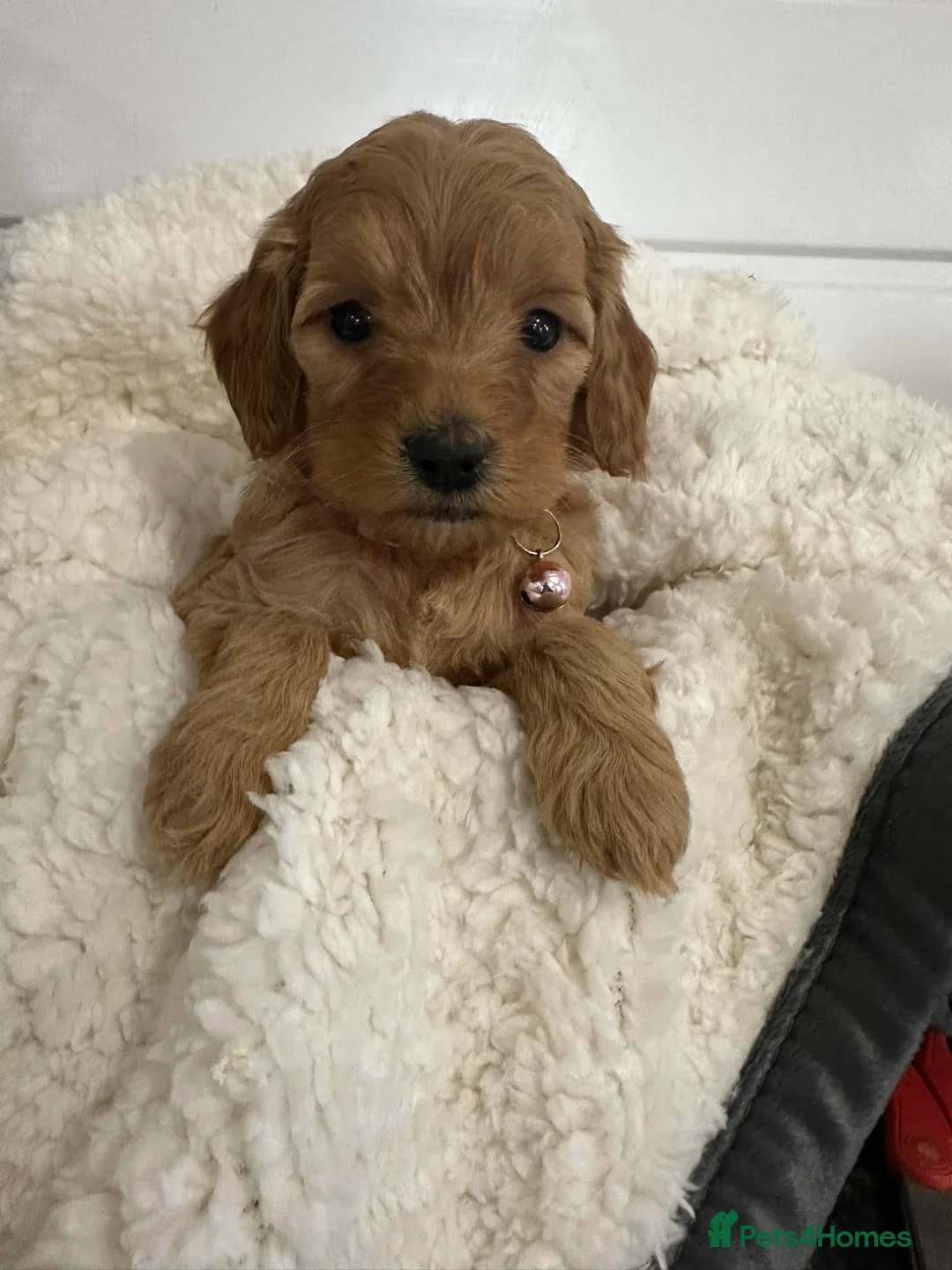 Miniature Poodle dogs for stud: mintiure poodle stud only kc health tested in Ely - Advert 18