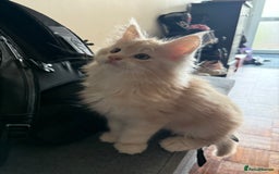 Maine Coon cats for sale: Pedigree fluffy Maine coon kittens - Image 8