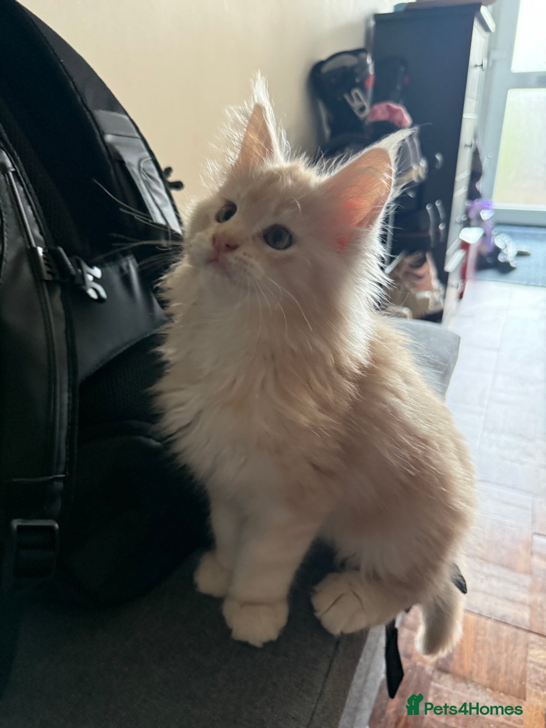Maine Coon cats for sale: Pedigree fluffy Maine coon kittens - Image 8