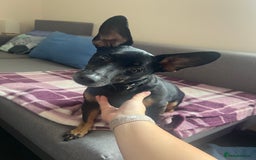 Mixed Breed dogs for sale: Unfortunate rehoming  - Image 1