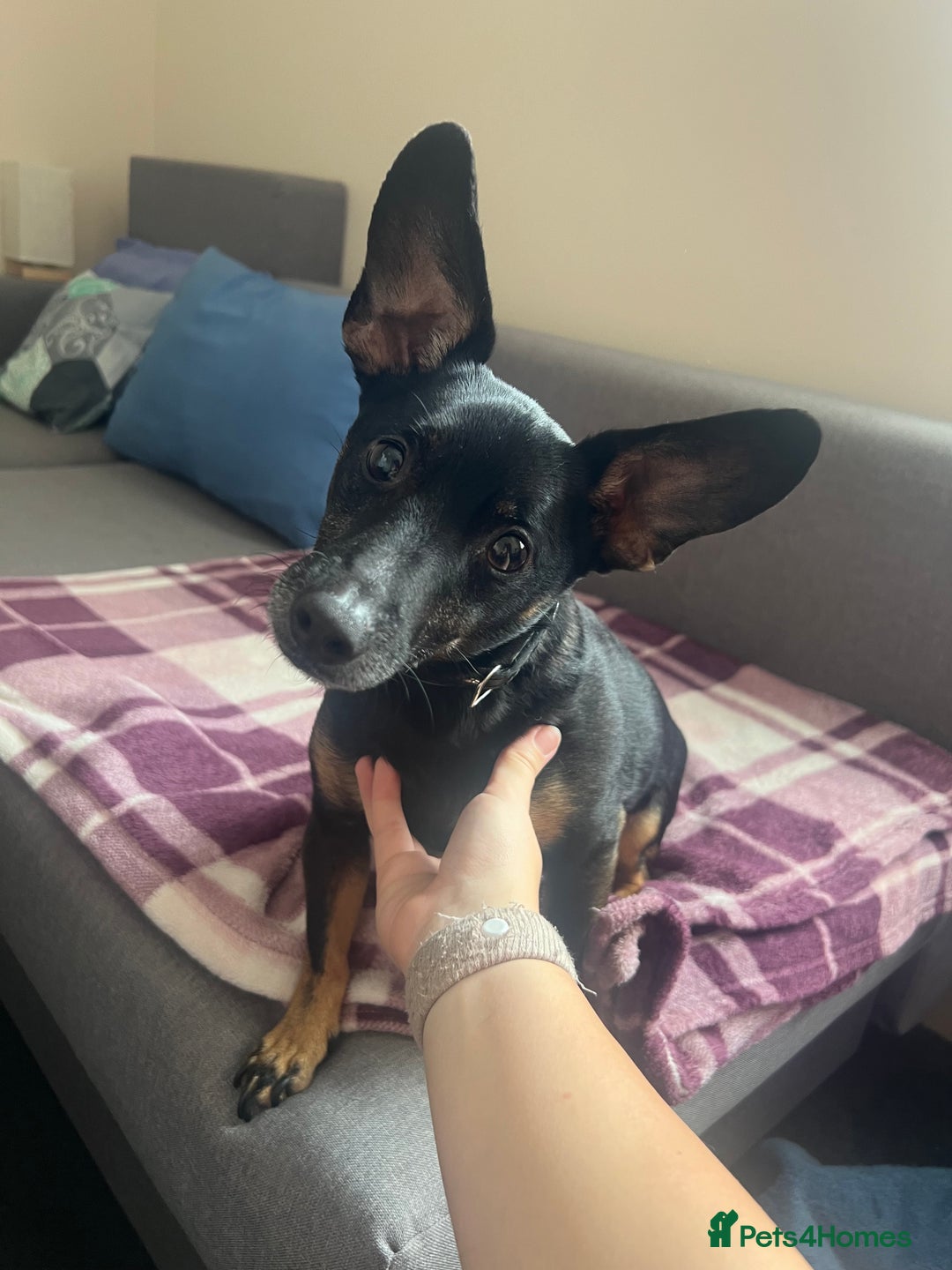 Mixed Breed dogs for sale: Unfortunate rehoming  - Image 1