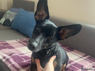 Mixed Breed dogs - Advert 7