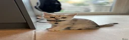 British Shorthair cats for sale: Stunning Snow Spot BSH Kittens  - Advert 5