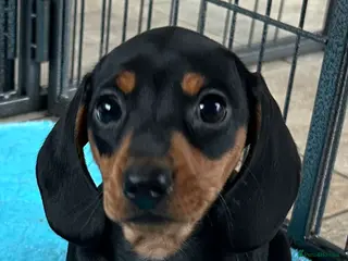 Miniature Dachshund dogs KC Registered Miniature Dachshunds - Advert 2