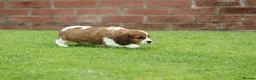 Cavapoo dogs for sale: Beautiful Cavapoo puppies for sale - Advert 17