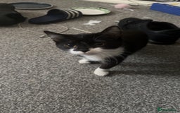 Mixed Breed cats for sale: Kittens - Image 1