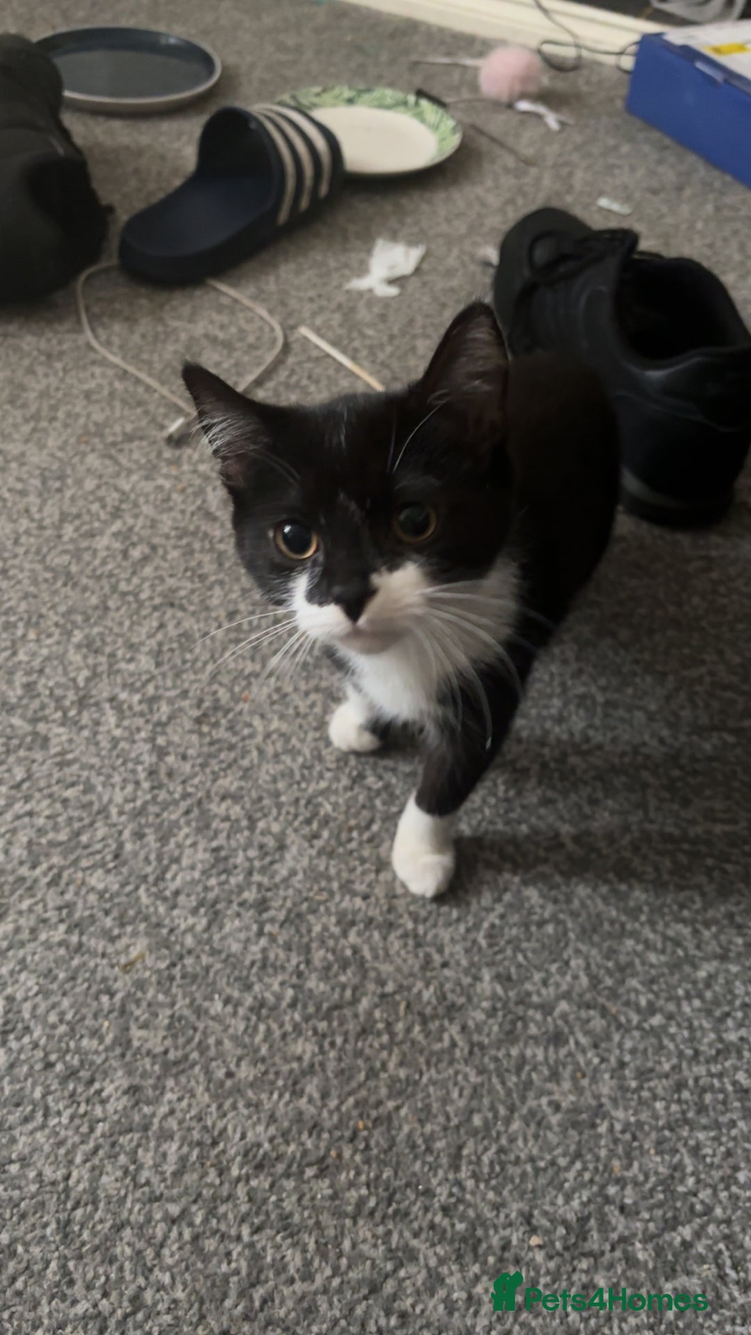 Mixed Breed cats for sale: Kittens - Image 1
