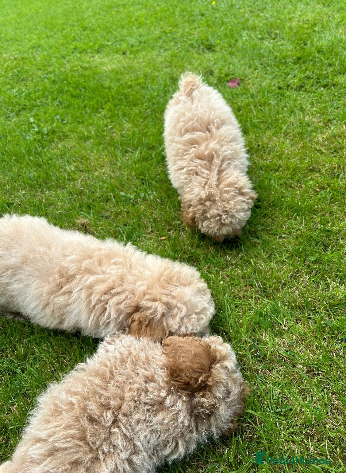 Poochon dogs for sale: Beautiful F1 Poochon puppies  - Advert 5