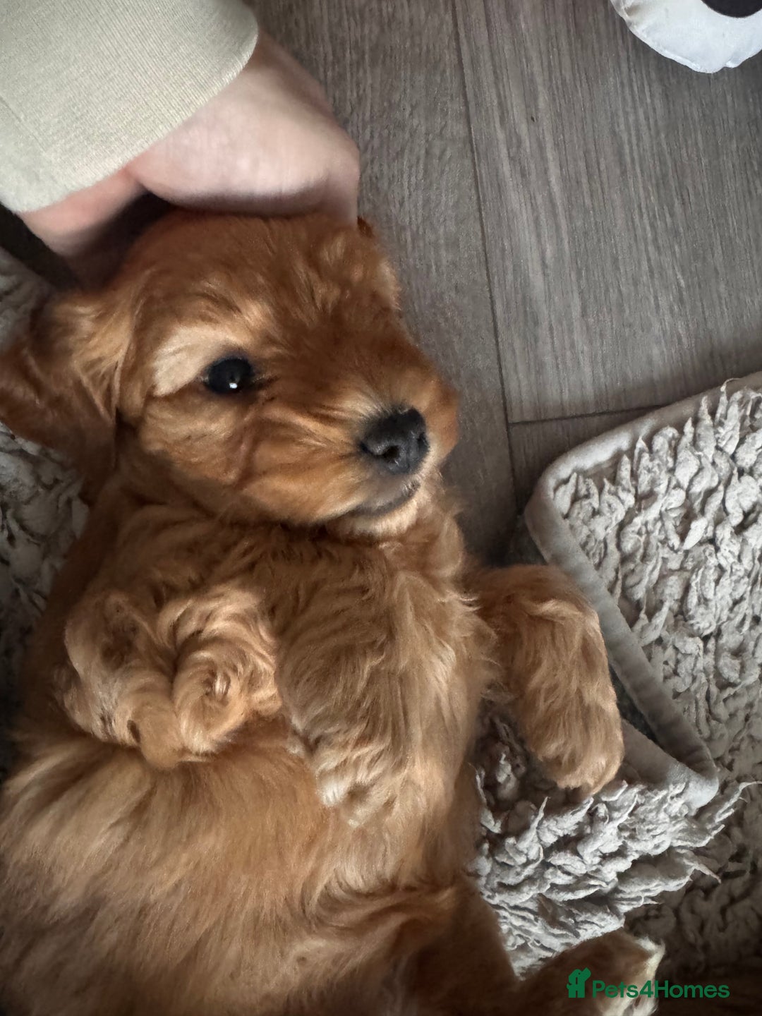 Cockapoo dogs for sale: Red Cockapoo girls Fb2 ready 12/1/26 - Advert 14