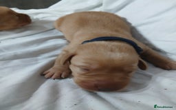 Labrador Retriever dogs for sale: Chunky labrador puppies  - Image 11