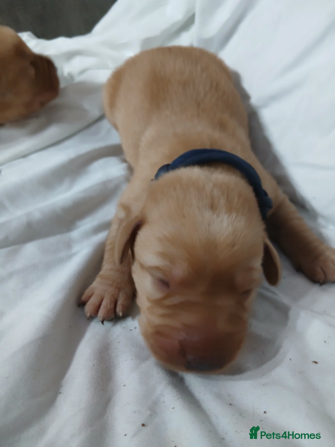Labrador Retriever dogs for sale: Chunky labrador puppies  - Image 11