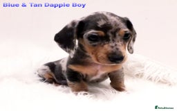 Miniature Dachshund dogs for sale: 5* Licensed, PRA CLEAR KC Mini Daxi's - Image 8