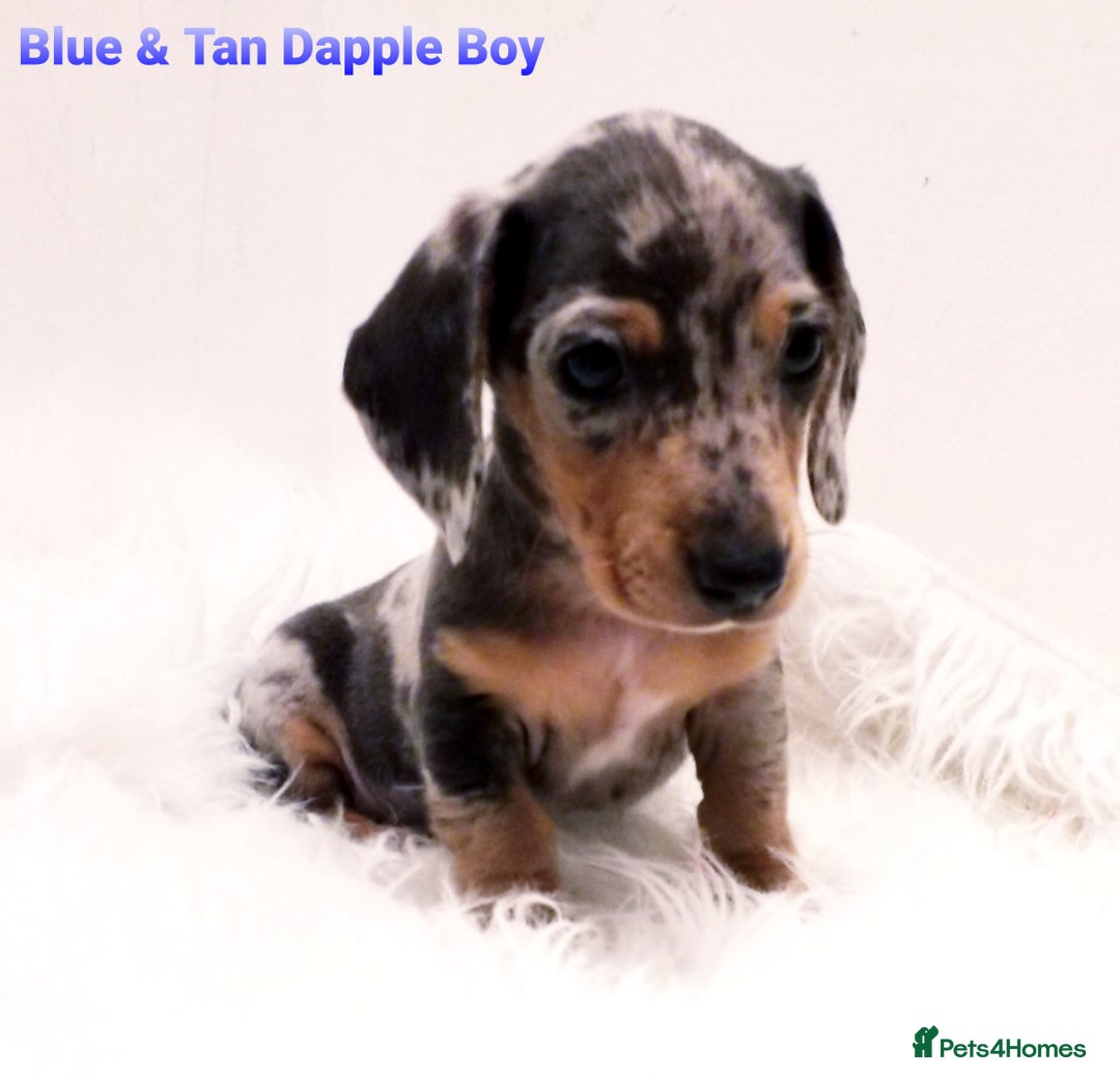 Miniature Dachshund dogs for sale: 5* Licensed, PRA CLEAR KC Mini Daxi's - Image 8