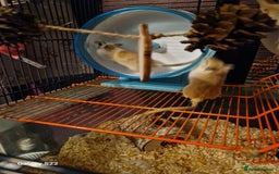Gerbil rodents for sale: 2 female Gerbils - Image 4