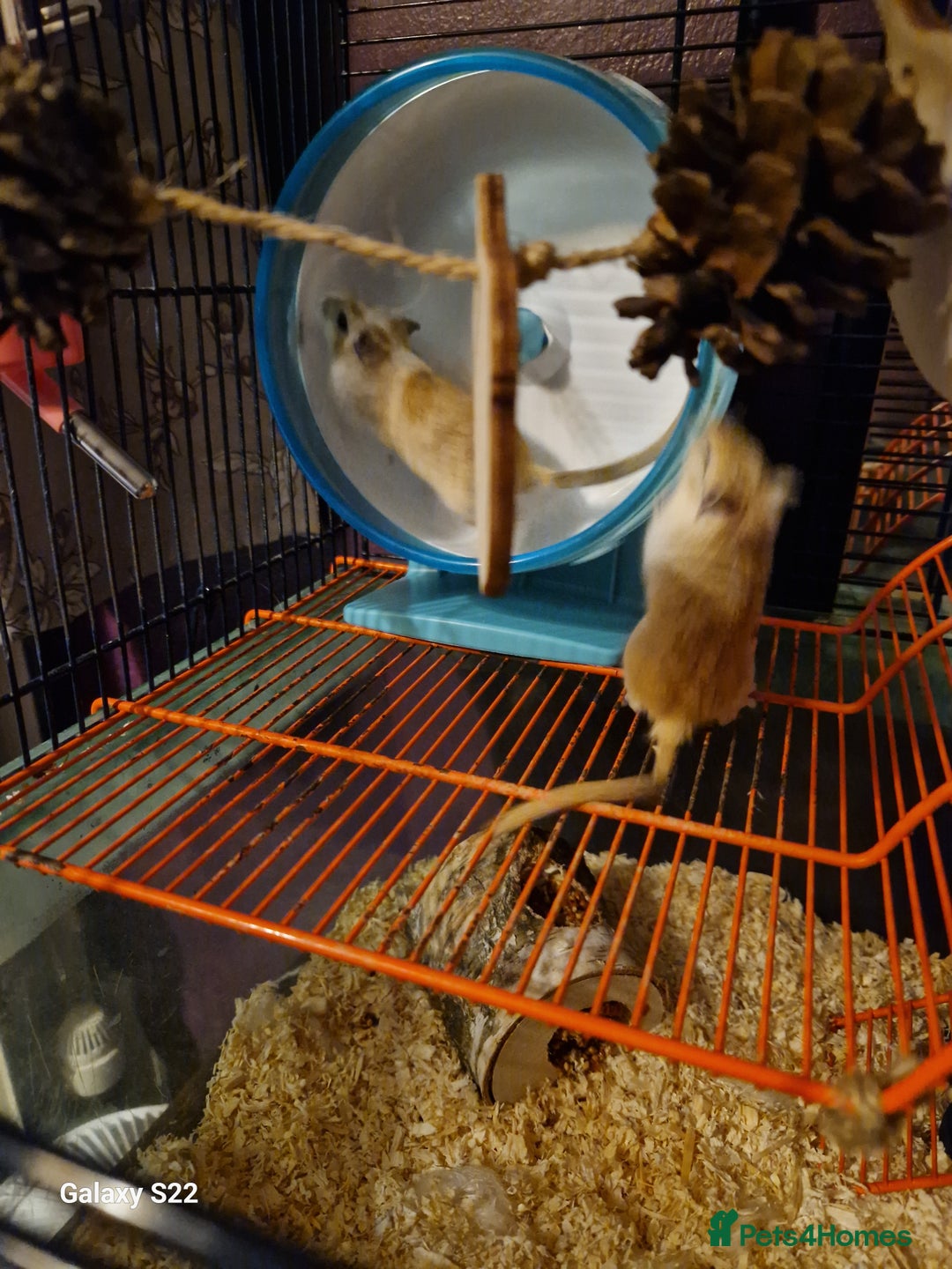 Gerbil rodents for sale: 2 female Gerbils - Image 4