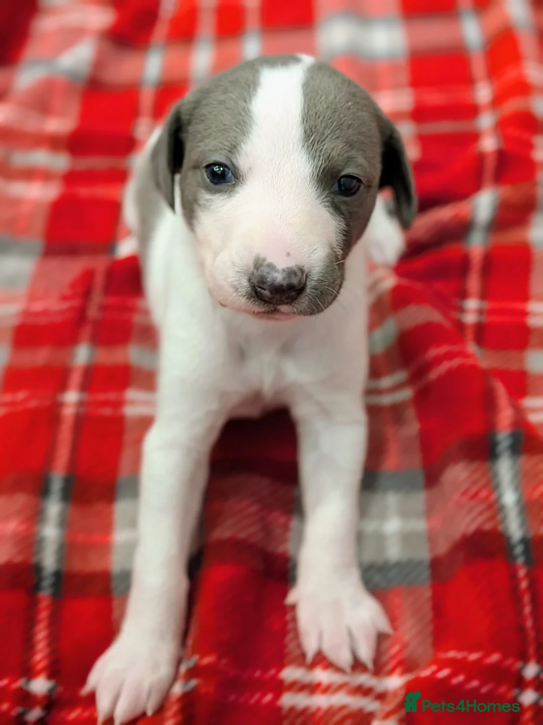 Whippet dogs for sale: Litter of 3 beautiful KC Whippets, Sheffield  - Advert 16