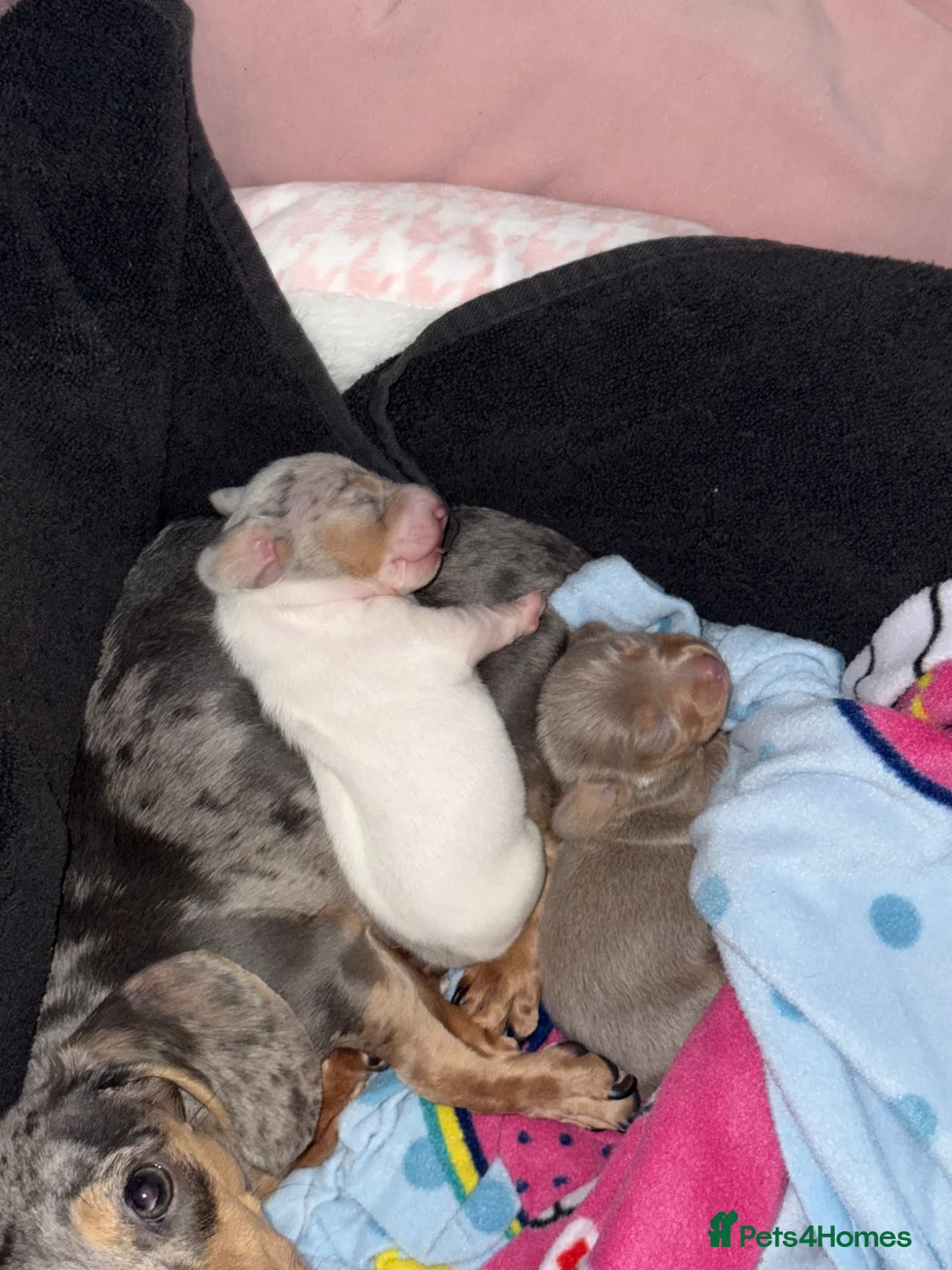 Miniature Dachshund dogs for sale: Miniature Dachshund Pups in Burton-on-Trent - Advert 5