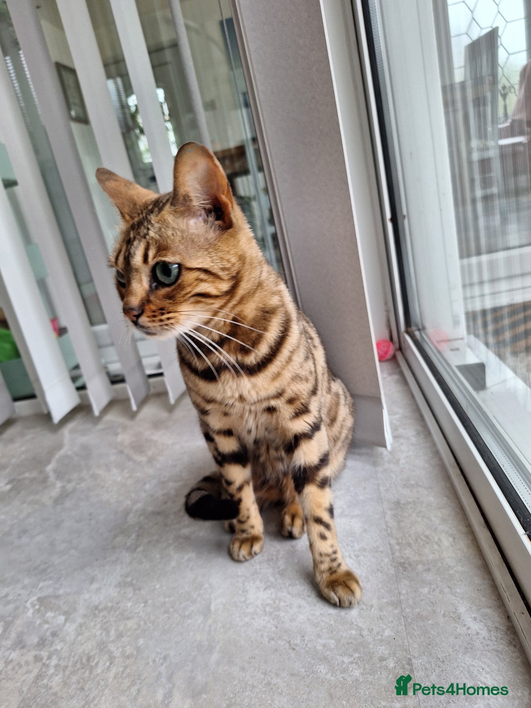 Bengal cats for sale: Bengal female two year old cat - Image 2